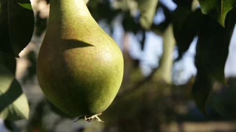 Pear tree with pears Video stock 65925339
