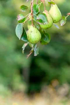 Pear tree with pears. Stock Photos