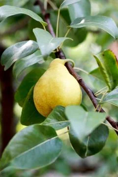 Pear on tree Stock Photos