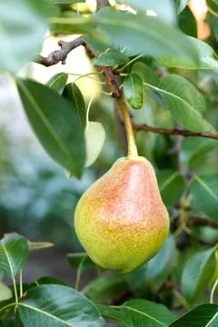 Pear on tree Stock Photos