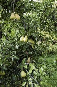Pear tree Stock Photos