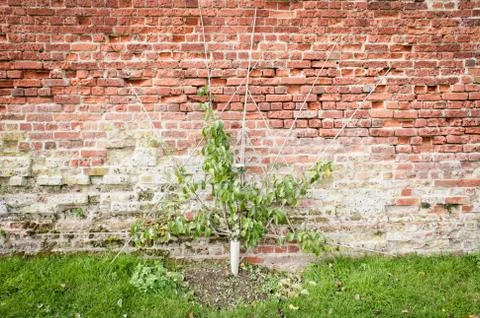 Pear tree Stock Photos