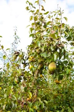 Pear tree Stock Photos