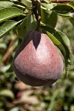 Pear in the tree. Stock Photos