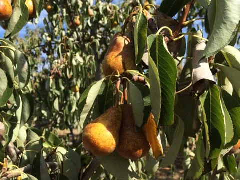 Pear Tree Stock Photos