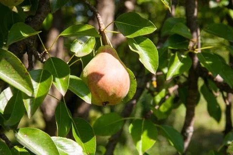 Pear on the tree Stock Photos