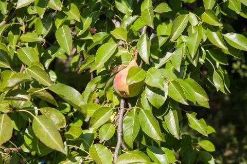 Pear on the tree Stock Photos