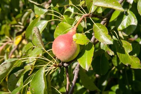 Pear on the tree Stock Photos