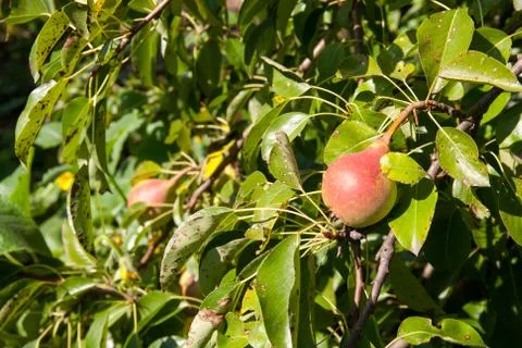 Pear on the tree Stock Photos