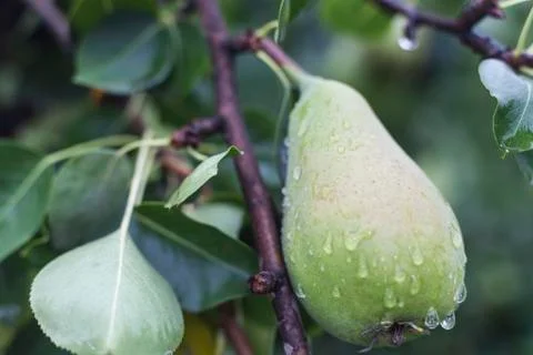 Pear on Tree Stock Photos