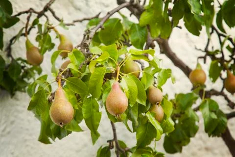 Pear tree 스톡 사진