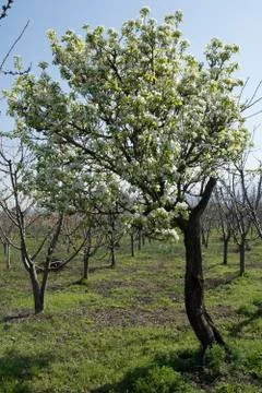 Pear tree Stock Photos