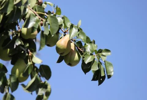 Pear tree Stock Photos