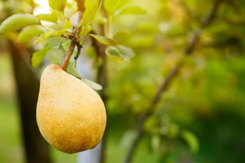 Pear on the tree Stock Photos