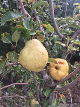 Pear tree Stock Photos