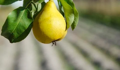 Pear on tree Stock Photos