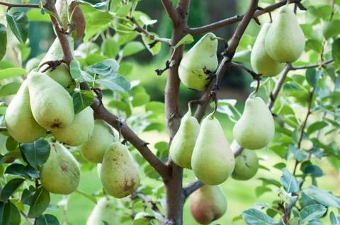 Pear tree Stock Photos