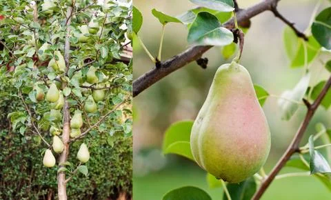 Pear tree Stock Photos
