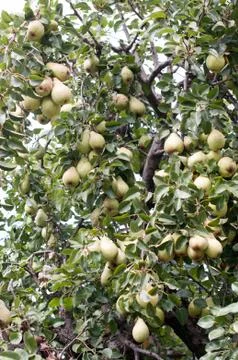 Pear tree Stock Photos