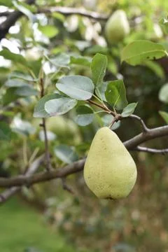 Pear on a tree Stock Photos