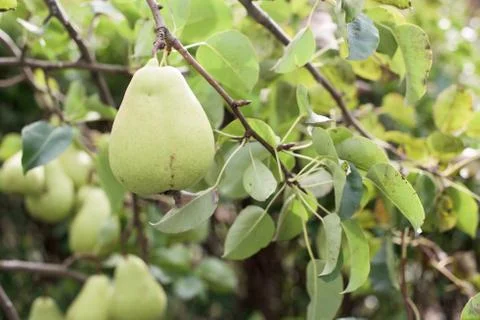 Pear on tree Stock Photos