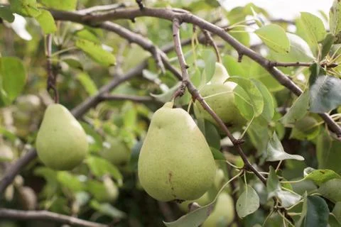 Pear on a tree Stock Photos
