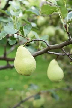 Pear tree Stock Photos