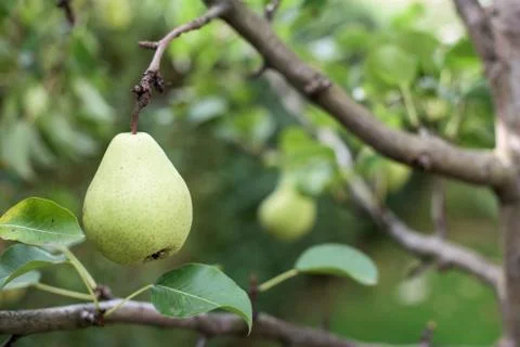 Pear tree Stock Photos