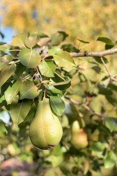 Pear on a tree Stock Photos