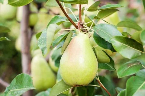 Pear on the tree Stock Photos