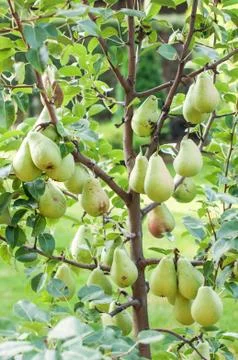 Pear tree Stock Photos