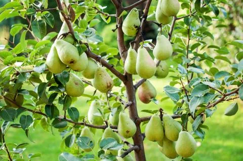 Pear tree Stock Photos