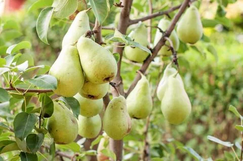 Pear tree Stock Photos