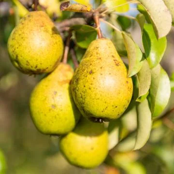Pear tree Stock Photos