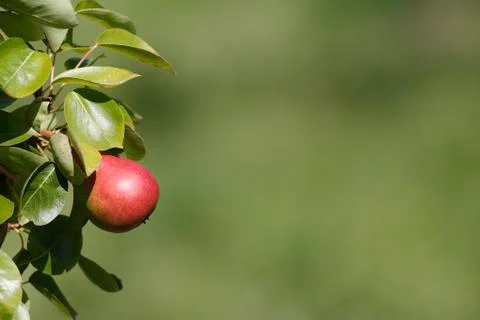 Pear Tree Foto stock