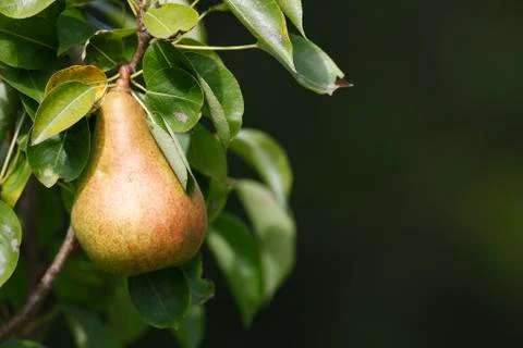 Pear Tree Stock Photos