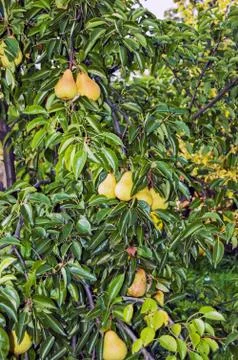 Pear tree Stock Photos