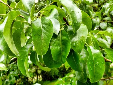 Pear Tree. Stock Photos