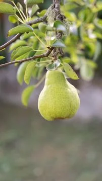 A pear on the tree Stock Photos