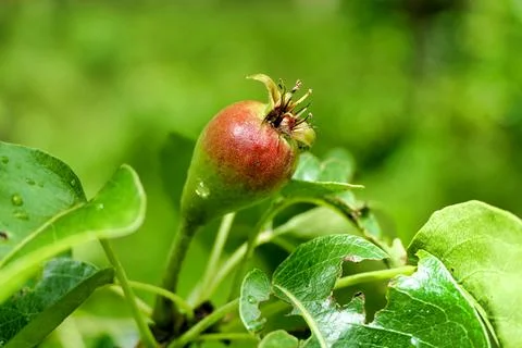 Pear Tree. Stock Photos