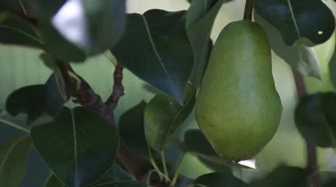 Pear Tree Pick Stock Footage 25601365