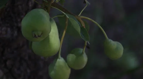 Pear Tree Pick Stock Footage 25601694