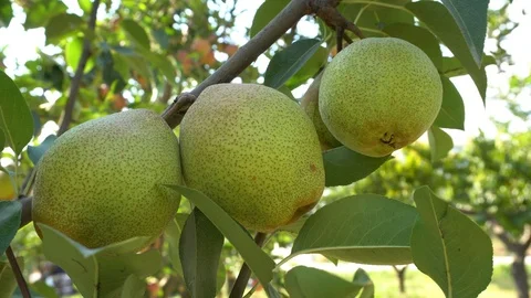 Pear Tree Pick 스톡 동영상 96712556