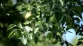 Pear Tree, Pomaceous, Fruits Orchard, Ecological Farmer, Organic Horticulture HD Footage
