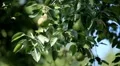 Pear Tree, Pomaceous, Fruits Orchard, Ecological Farmer, Organic Horticulture HD Footage