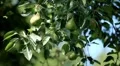 Pear Tree, Pomaceous, Fruits Orchard, Ecological Farmer, Organic Horticulture HD Footage