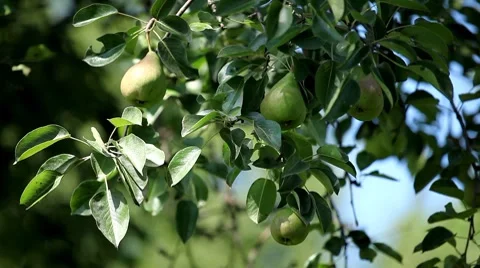 Pear Tree, Pomaceous, Fruits Orchard, Ecological Farmer, Organic Horticulture Stock Footage