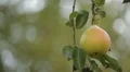 Pear Tree, Pomaceous, Fruits Orchard, Ecological Farmer, Organic Horticulture HD Footage