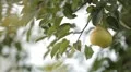 Pear Tree, Pomaceous, Fruits Orchard, Ecological Farmer, Organic Horticulture HD Footage