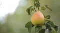 Pear Tree, Pomaceous, Fruits Orchard, Ecological Farmer, Organic Horticulture HD Footage